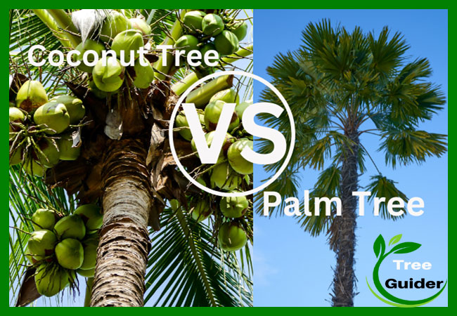 Which Palm Trees Have Coconuts?