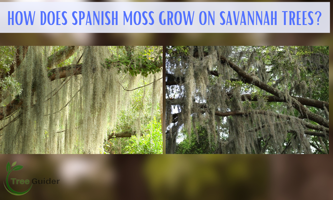 How Does Spanish Moss Grow On Savannah Trees? Discover The Fascinating