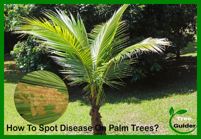 How to Treat Palm Tree Diseases | 6 Common Disease