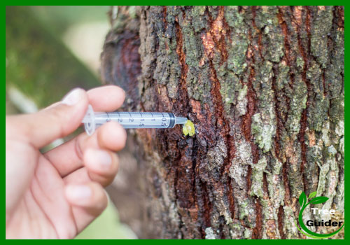 How To Kill A Palo Verde Tree Tree Guider