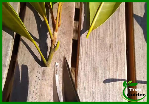 How To Propagate Magnolia Tree In Water   Untitled 1 