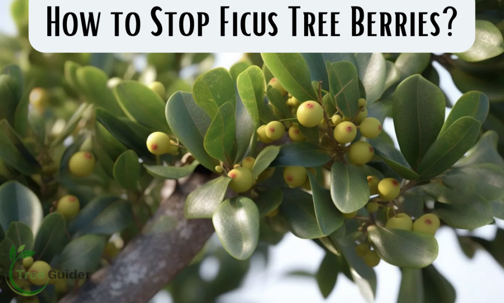 How to Stop Ficus Tree Berries? Take Control of Fruit Production