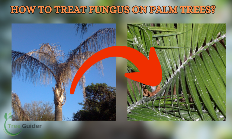 How To Treat Fungus On Palm Trees? Combatting Fungus on Palm