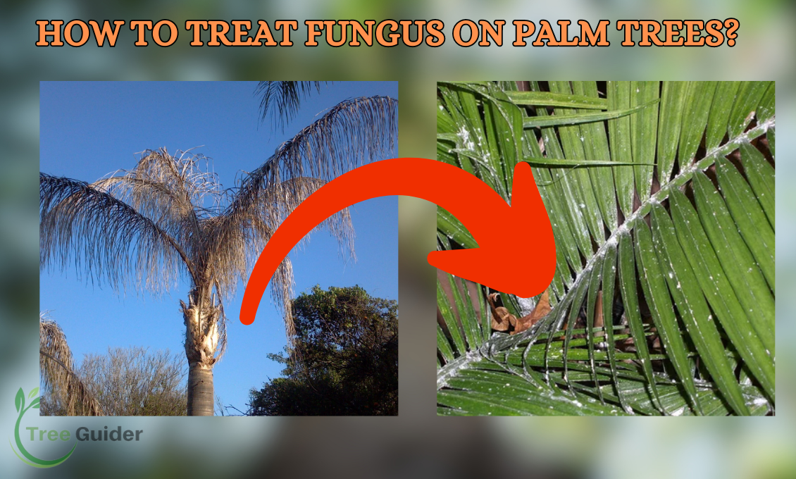 How To Treat Fungus On Palm Trees? Combatting Fungus On Palm