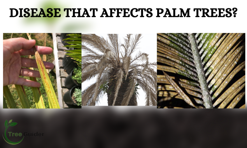 How to Treat Palm Tree Diseases | 6 Common Disease