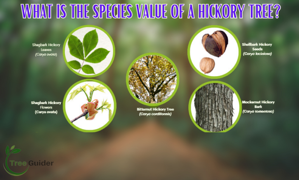 What Is The Species Value Of A Hickory Tree?