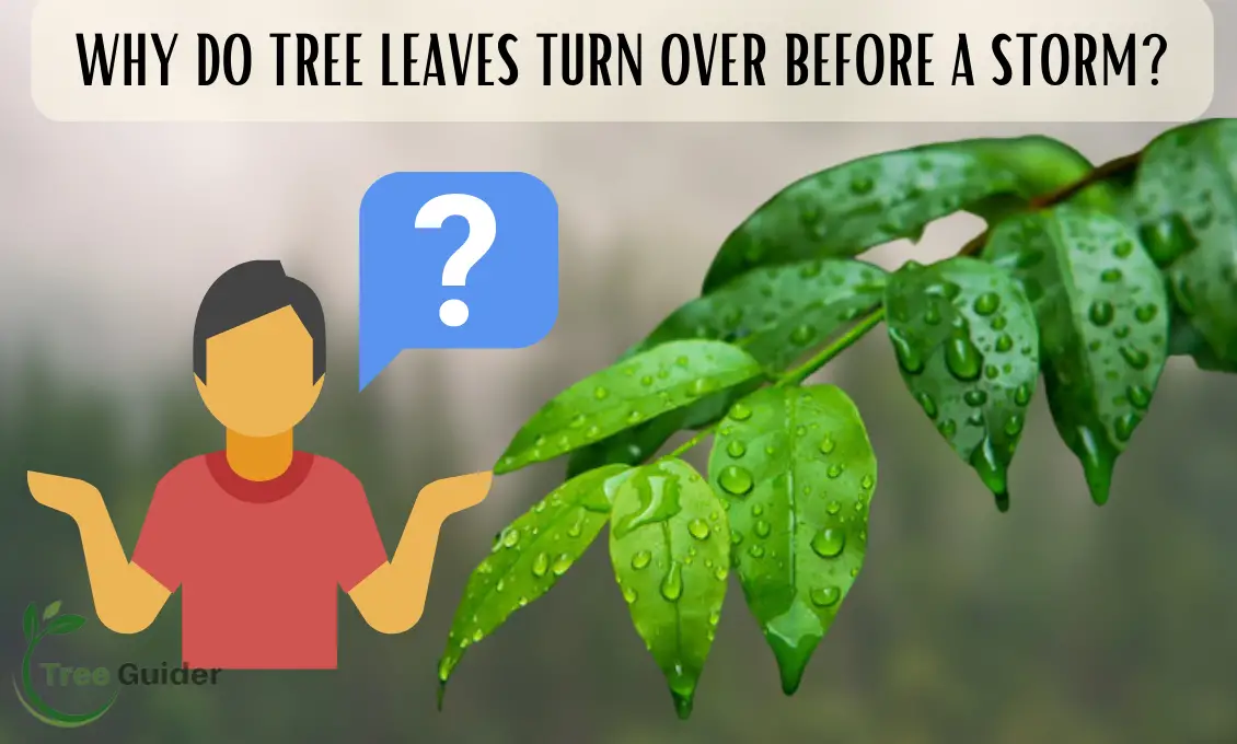 Why Do Tree Leaves Turn Over Before A Storm