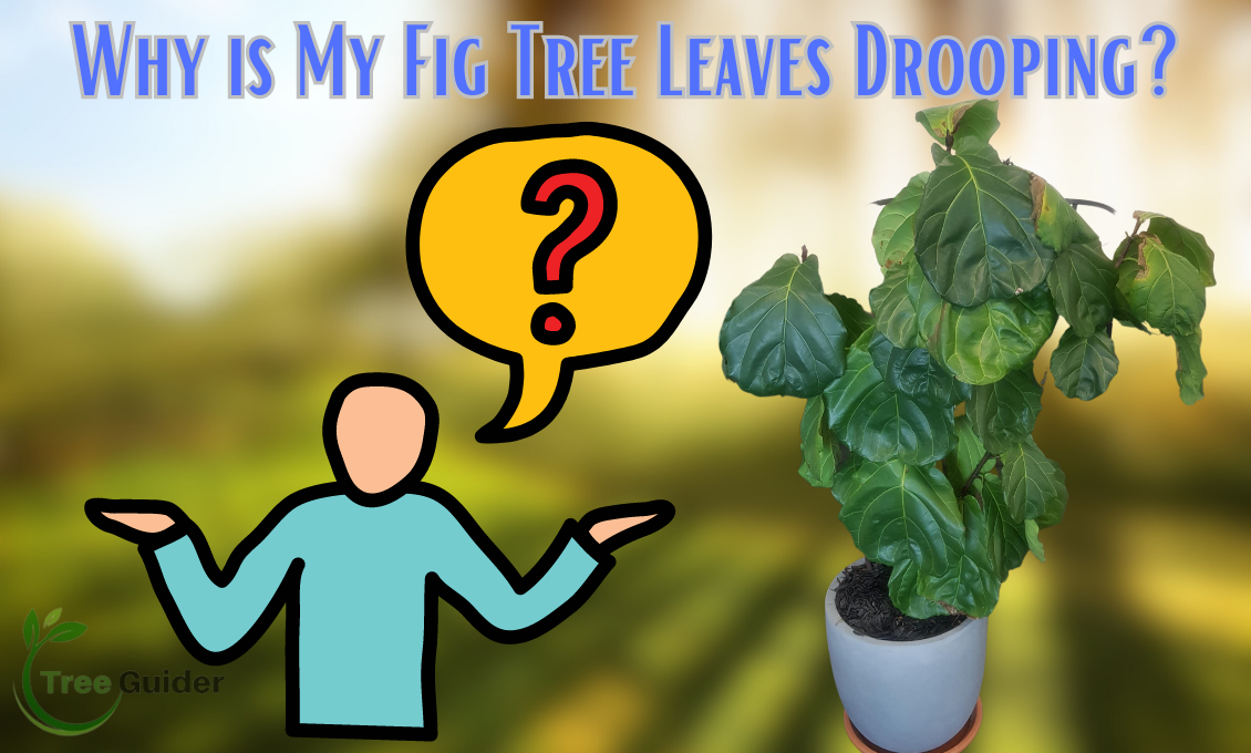 why-my-fig-tree-is-dropping-leaves